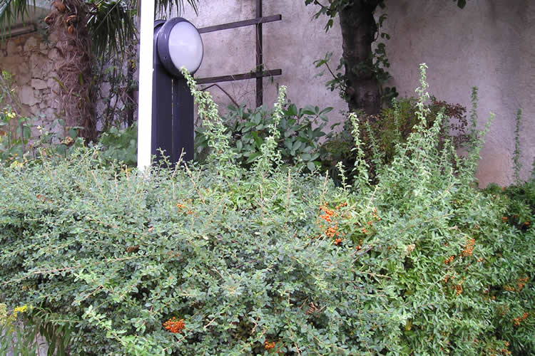 The Mediterranean's garden